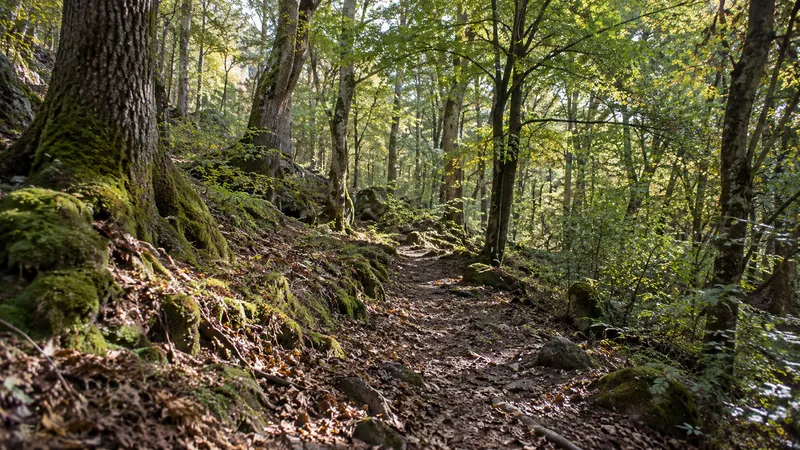 Un sentier de terre et de feuilles serpente entre des arbres aux racines couvertes de mousse, sous un feuillage éclairé par le soleil.