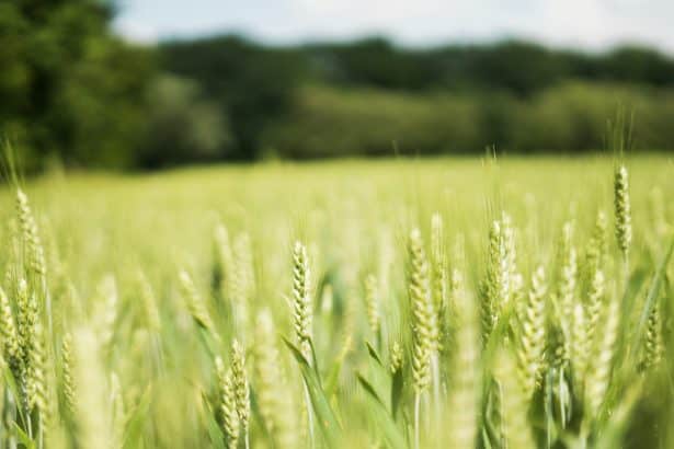 Mettre en place une stratégie de désherbage adaptée avec le ray-grass