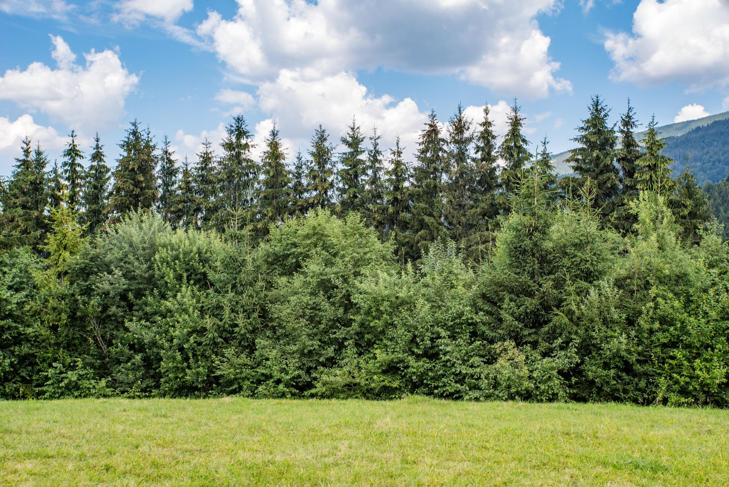 Clairière avec arbres avec ciel bleu et nuages blancs saison estivale
