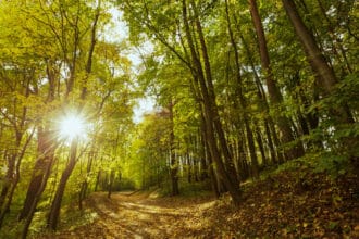 Top 4 des meilleurs experts immobiliers ruraux pour trouver une forêt à vendre en France en 2026