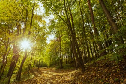 Top 4 des meilleurs experts immobiliers ruraux pour trouver une forêt à vendre en France en 2026