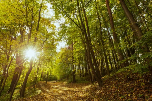 Top 4 des meilleurs experts immobiliers ruraux pour trouver une forêt à vendre en France en 2026