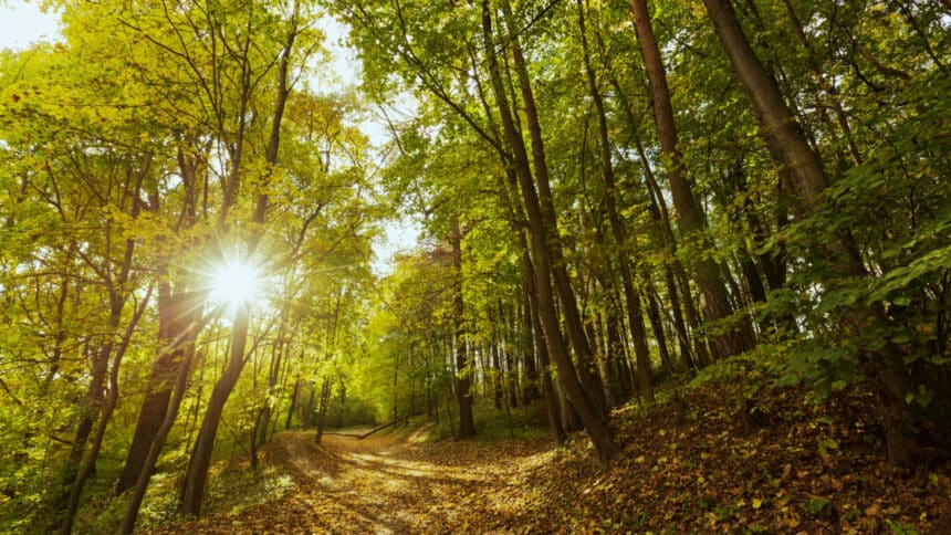 Top 4 des meilleurs experts immobiliers ruraux pour trouver une forêt à vendre en France en 2026