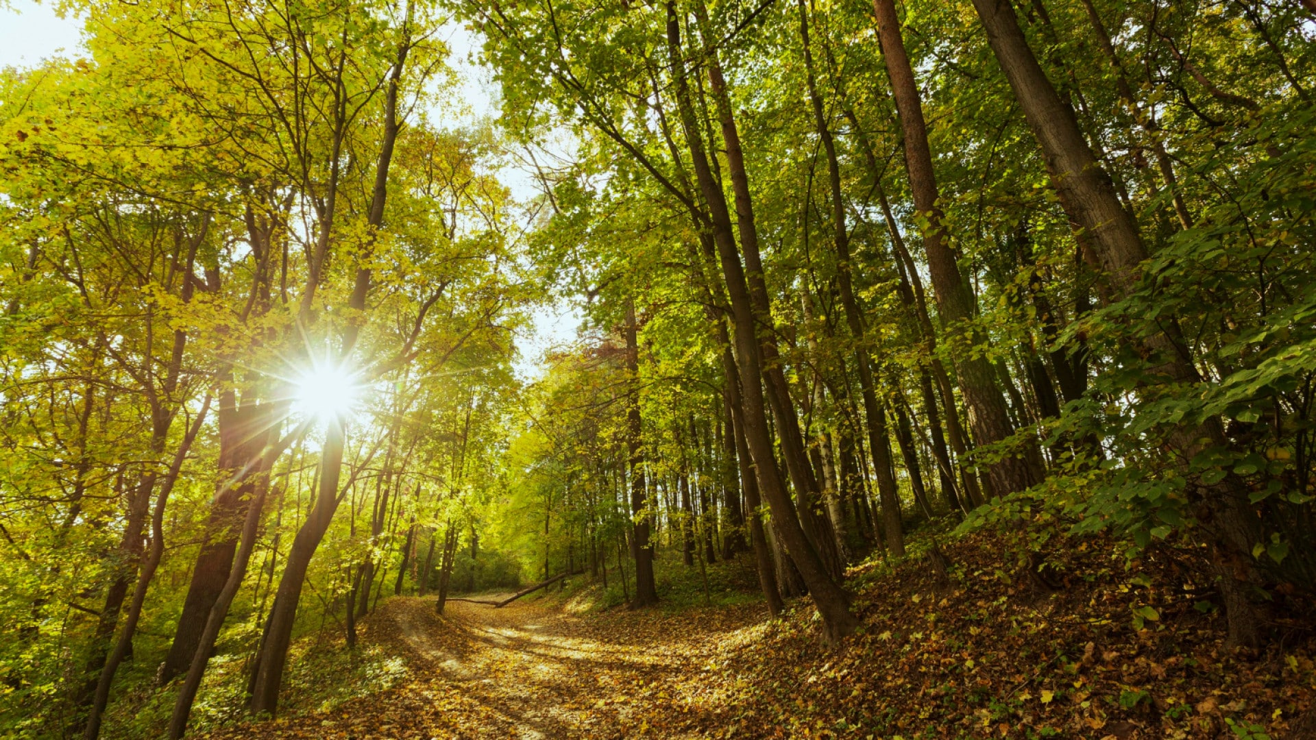 Top 4 des meilleurs experts immobiliers ruraux pour trouver une forêt à vendre en France en 2026